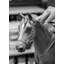 Karabakh Horse L.E. 750 Units