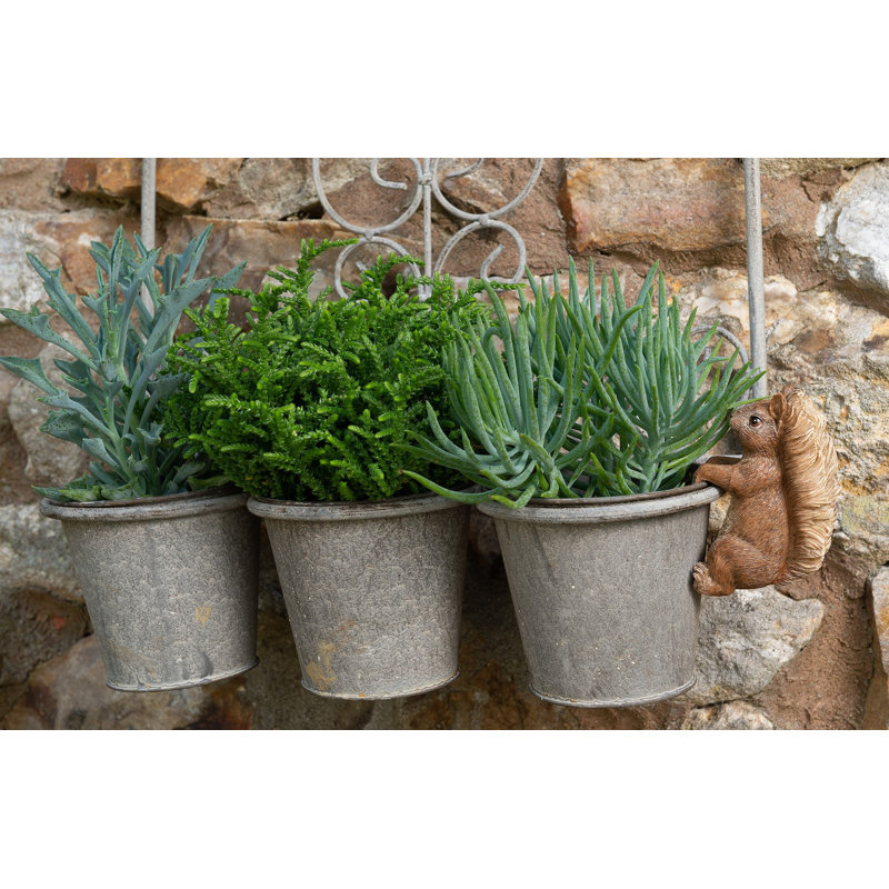 Cintre Beatrix Potter Squirrel Nutkin Pot