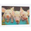 «Life as a Pig I», impression sur toile-32500254-72136700-72136701