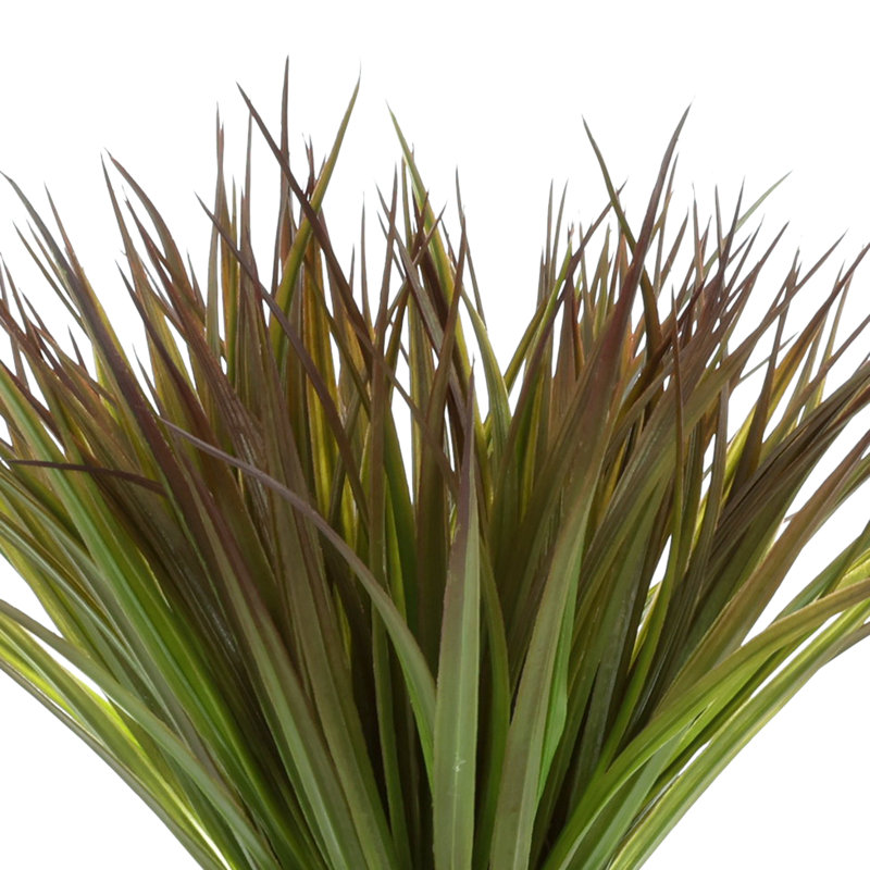 Variegated Desktop Foliage Grass in Pot