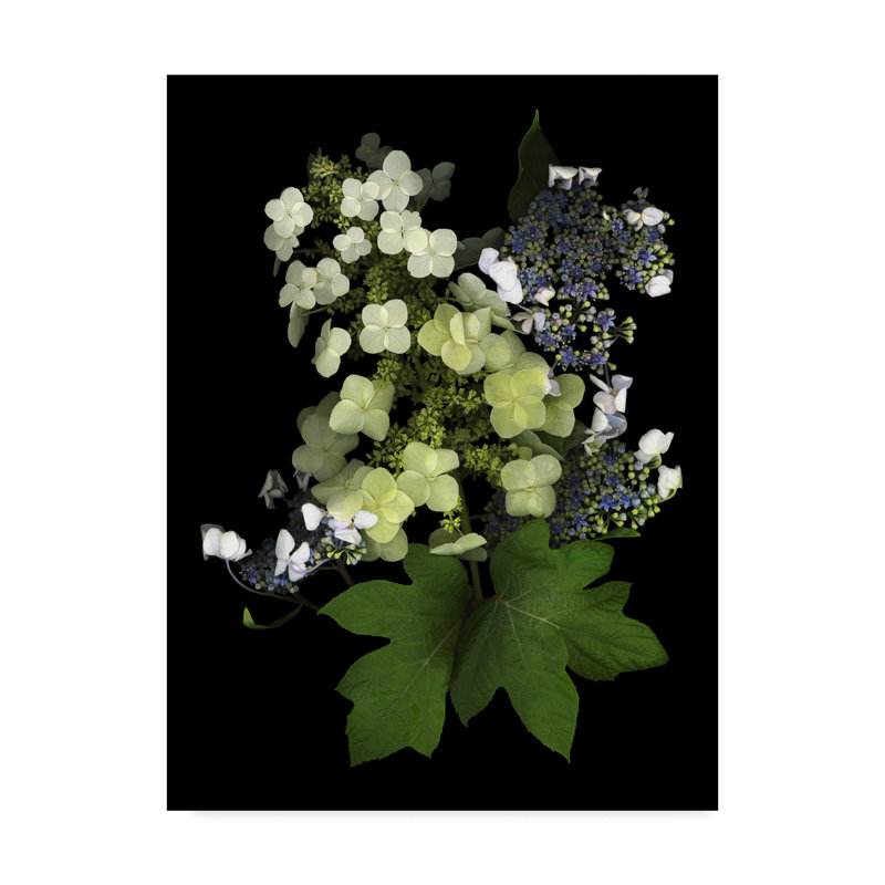 «Hydrangea» par Dosta, impression sur toile tendue, H 24 po x l 18 po x P 2 po