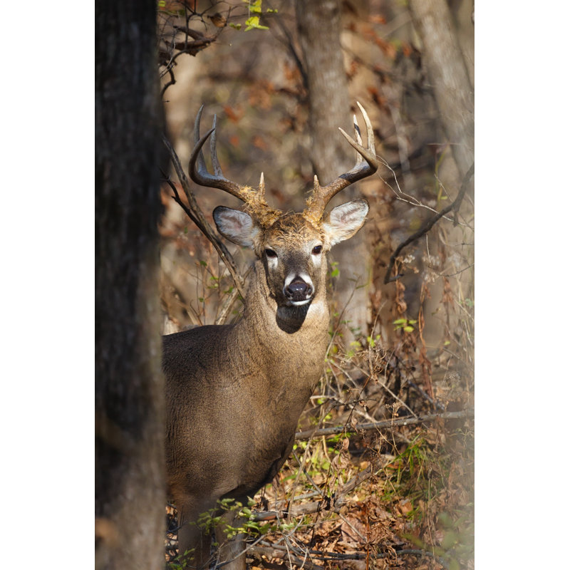 «White-Tailed Eight-Point Buck» - Photographie sur toile tendue, L 12 po x H 18 po