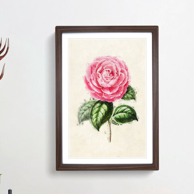 Illustration of a Pink Garden Rose - Picture Frame Painting Print