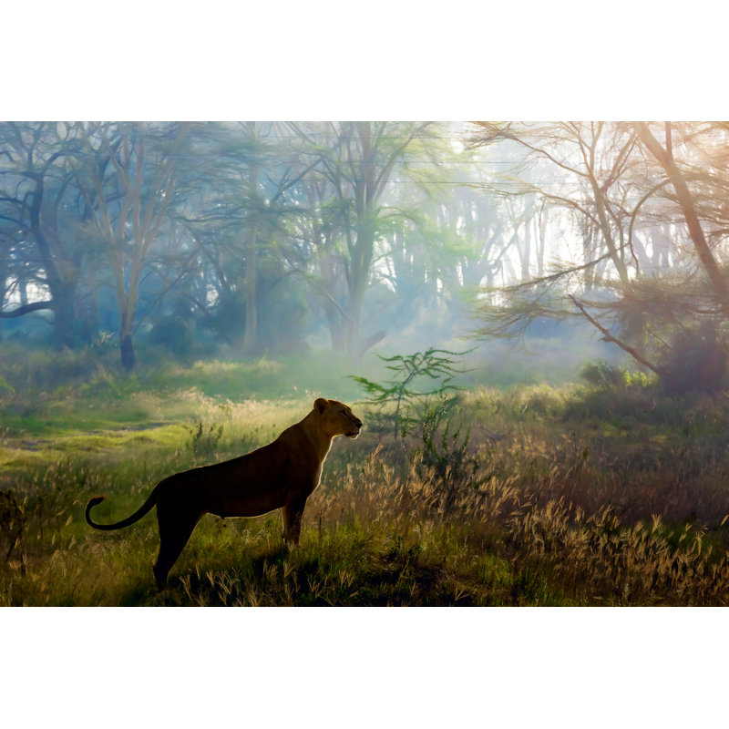 Lioness Hunting - Wrapped Canvas Print, 61cm H x 91cm W