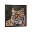 « eurasian lynx », impression sur toile-33109315-72406501-72406502