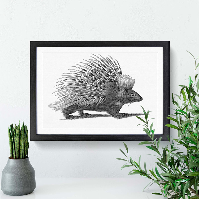 Porcupine by George Shaw - Picture Frame Drawing Print, 48cm H x 65cm W x 2cm D, Black Framed