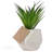 Primrue - Artificial Agave, Agave Stricta