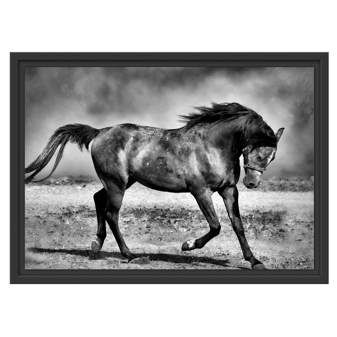 Gerahmter Fotodruck Stallion