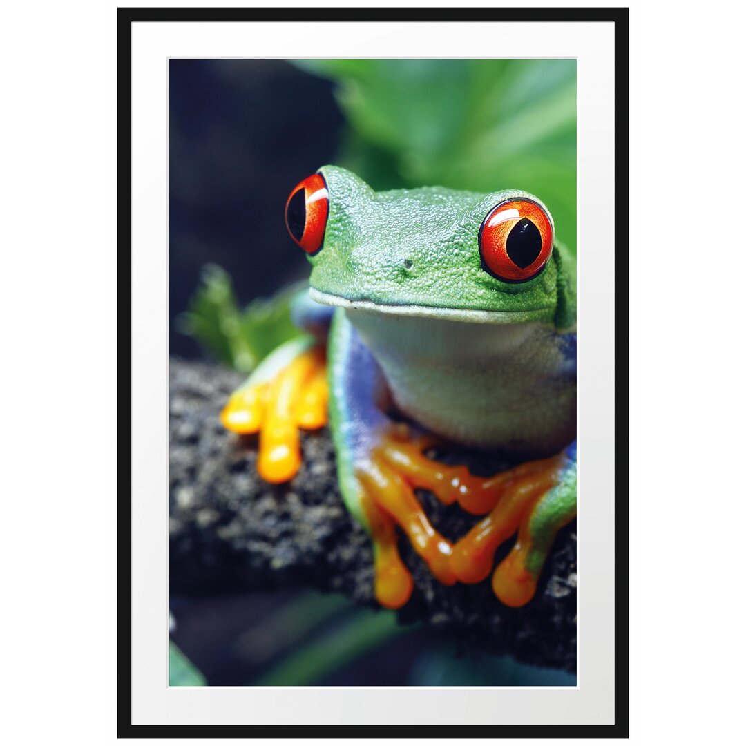 Gerahmtes Poster Rotaugenlaubfrosch auf Ast