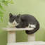 4 Step Pet Stair