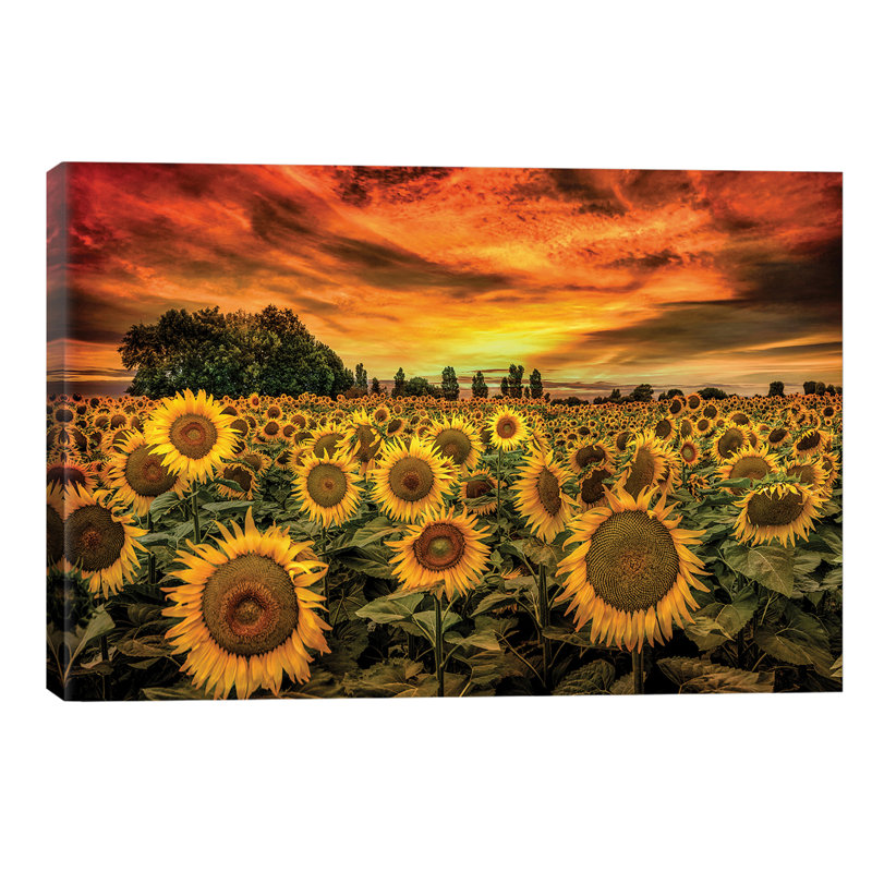 Tuscany Sunflowers Field by Marco Carmassi - Wrapped Canvas Print, 101.6 cm H x 66.04 cm W x 1.91 cm D