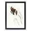 Little Woodswallows by Elizabeth Gould - Picture Frame Painting Print-55580701-55580702