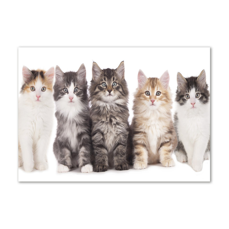 Six Cats - Wrapped Canvas Print