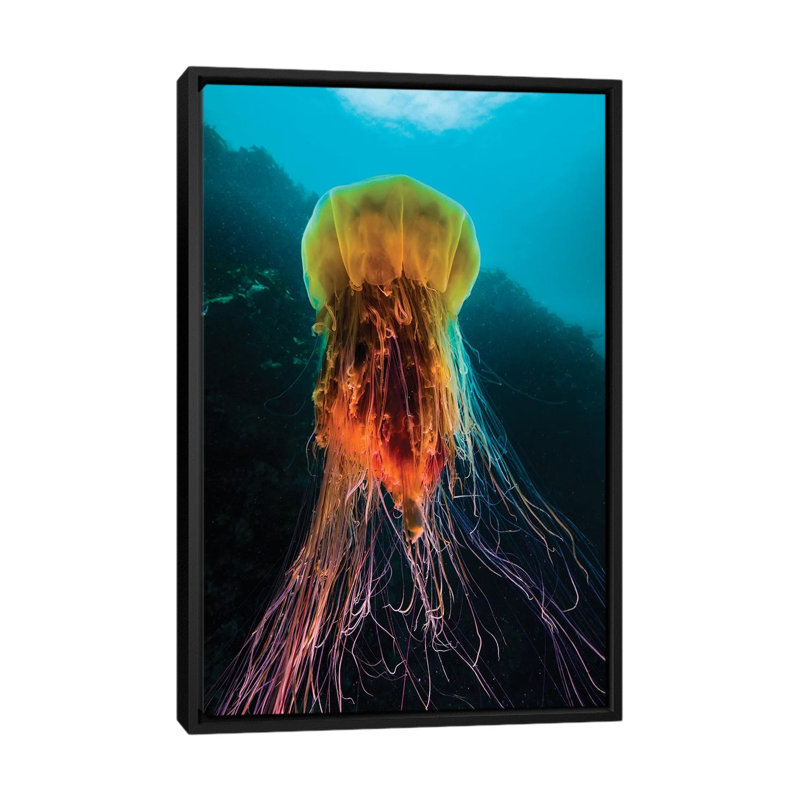 " A Lion's Mane Jellyfish Rises From The Deep In Alaska II " by Jennifer Idol, 26" H x 18" W x 1.5" D, Black Framed Canvas