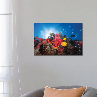 Reef Life by Barathieu Gabriel - Print on Canvas