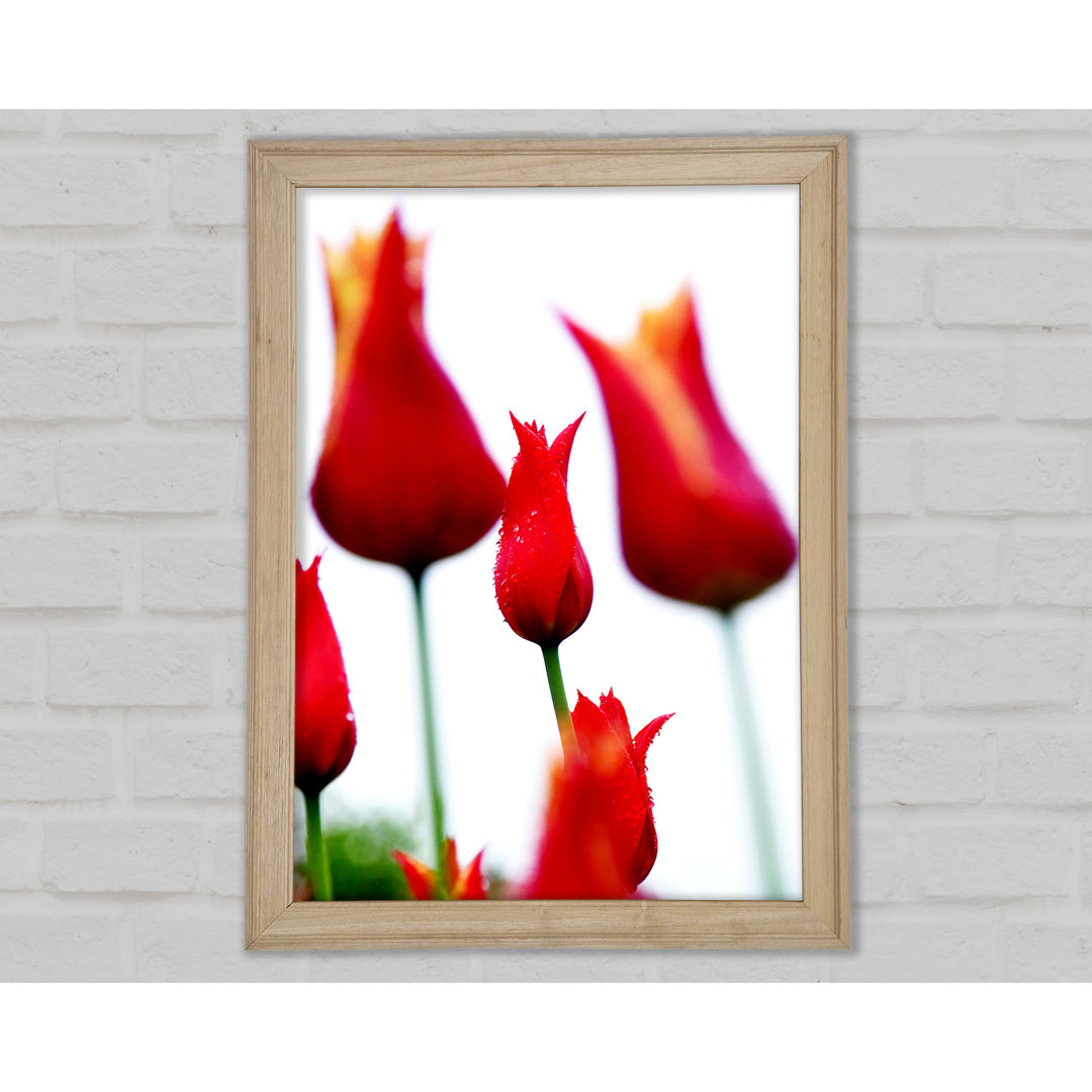 Rotes Feuer Tulpenfeld - Druck