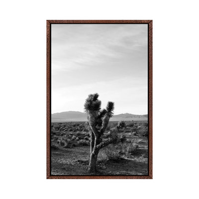Joshua Tree Sunrise III by Bethany Young - Print on Canvas