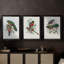 Gould Tropical Birds I  -Custom Framed  Wrapped Gallery Canvas - 3 Pieces