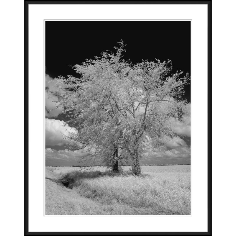 Infrared Trees In Wheat Field Giclee Print