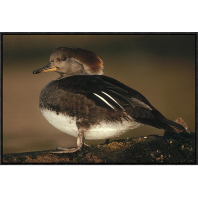 " Hooded Merganser Female Portrait, British Columbia, Canada "