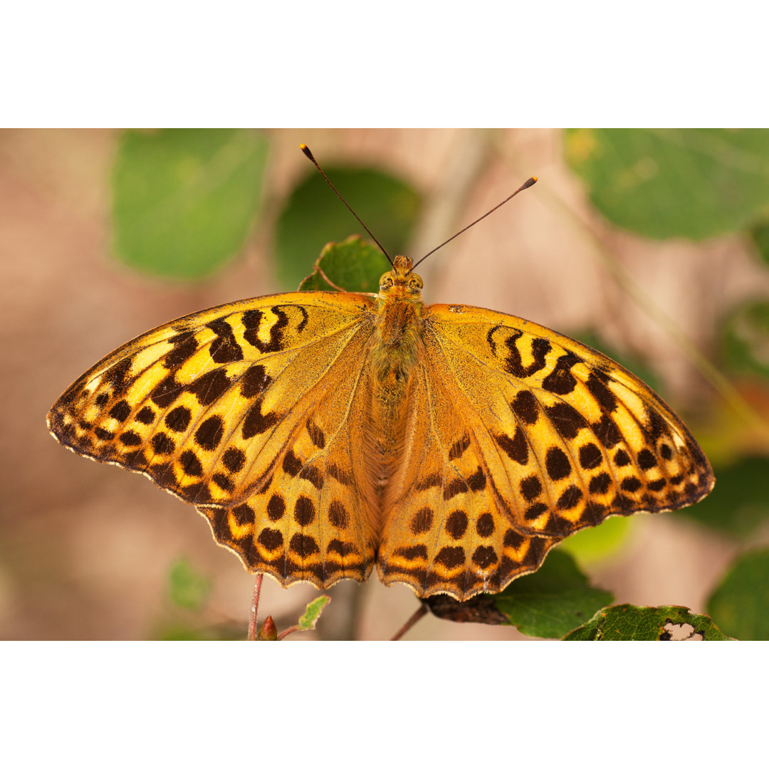 Schmetterling Argynnis Adippe von JeanRee - Leinwandbild