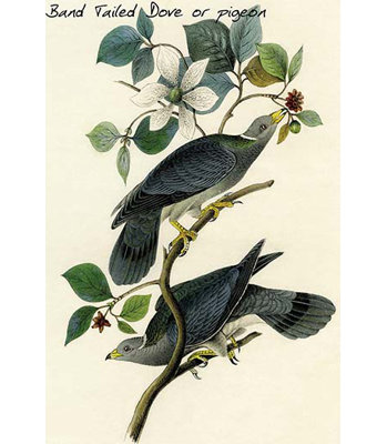 " Band Tailed Dove Or Pigeon "