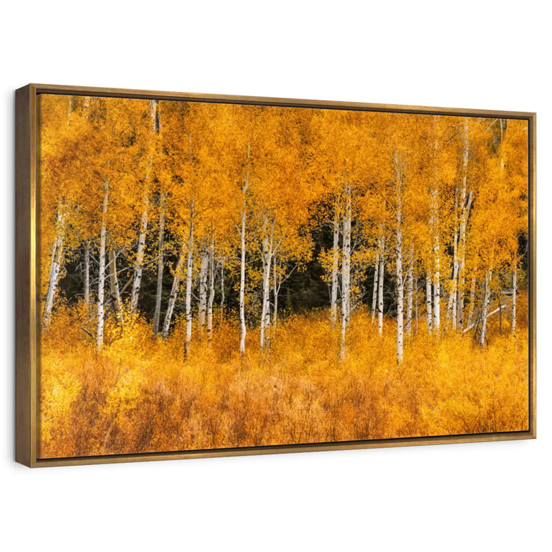 Grand Teton Aspen Trees, Cadre flottant doré, 31 po x 21 po