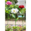 Grand magnolia de jardin