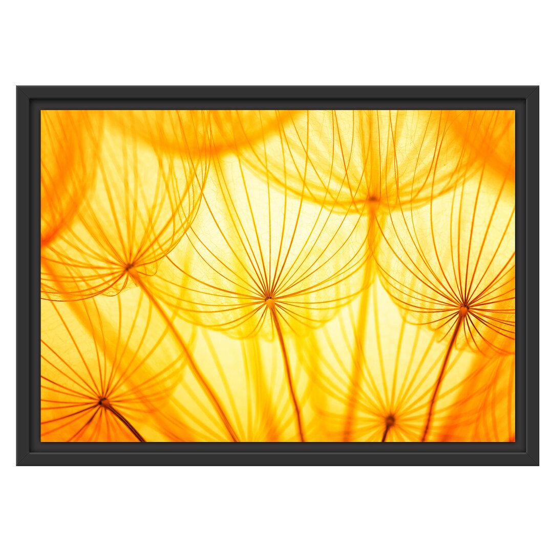 Gerahmtes Wandbild Pusteblumen oranges Licht