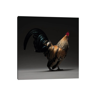 Booted Bantam - Wrapped Canvas Print