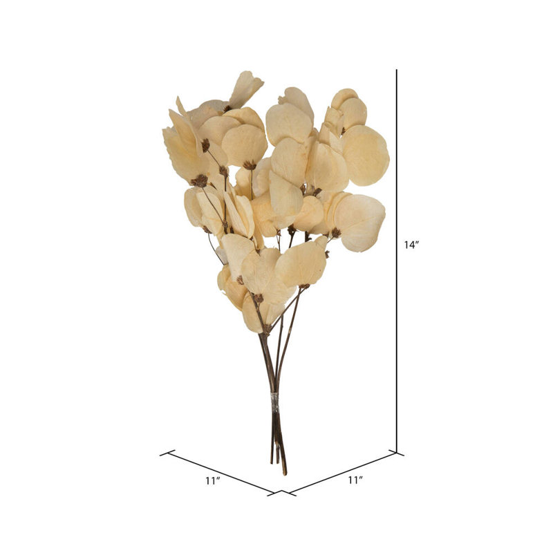 Vickerman 13,5 à 17 po, feuille de Moneta séchée sur rameau, conservée