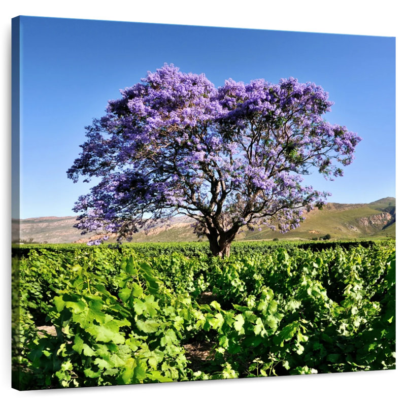 Harnek Jacaranda Tree, 20" H x 20" W