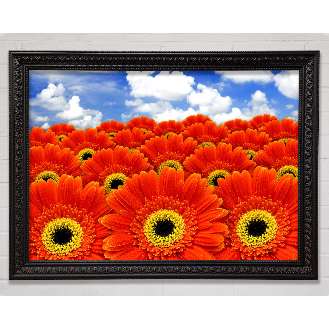 Orange Gerbera Heaven - Einzelner Bilderrahmen Kunstdrucke