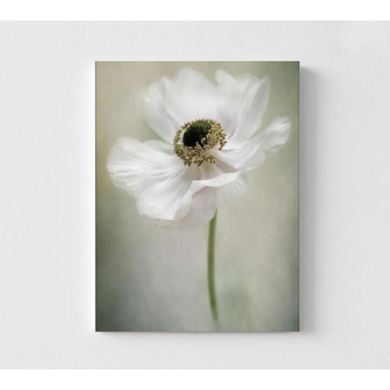 Botanical Wall Art: White Anemone Flower - Minimalist Decor, Does Not Apply, 12" H x 16" W, Does Not Apply