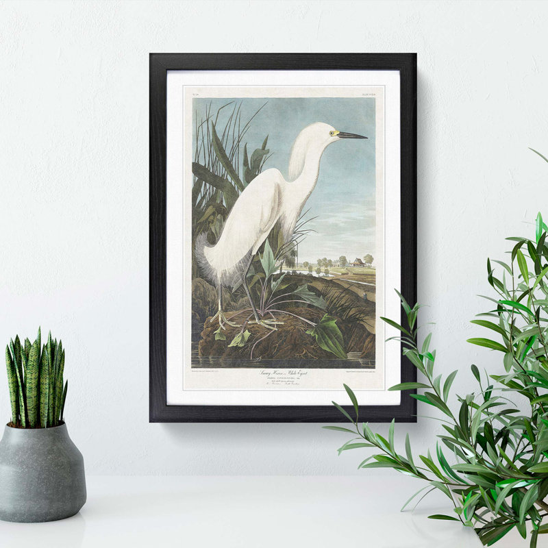 Snowy Heron by John Audubon - Picture Frame Painting Print on MDF, 48cm H x 36cm W x 2cm D, Black Framed