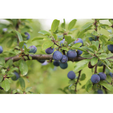 Primrue Foam Berry Stems, Bushes, And Sprays Arrangement