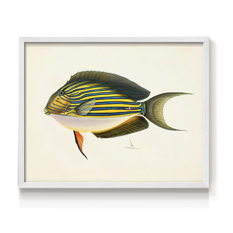 Collection de poissons tropicaux I - impression encadrée - réarmable, H 8 po x l 10 po, Blanc