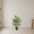 Areca Palm with Wicker Basket