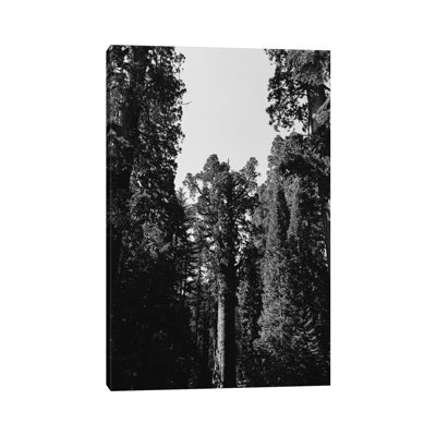 Sequoia National Park XII 1 Piece Wall Art on Canvas