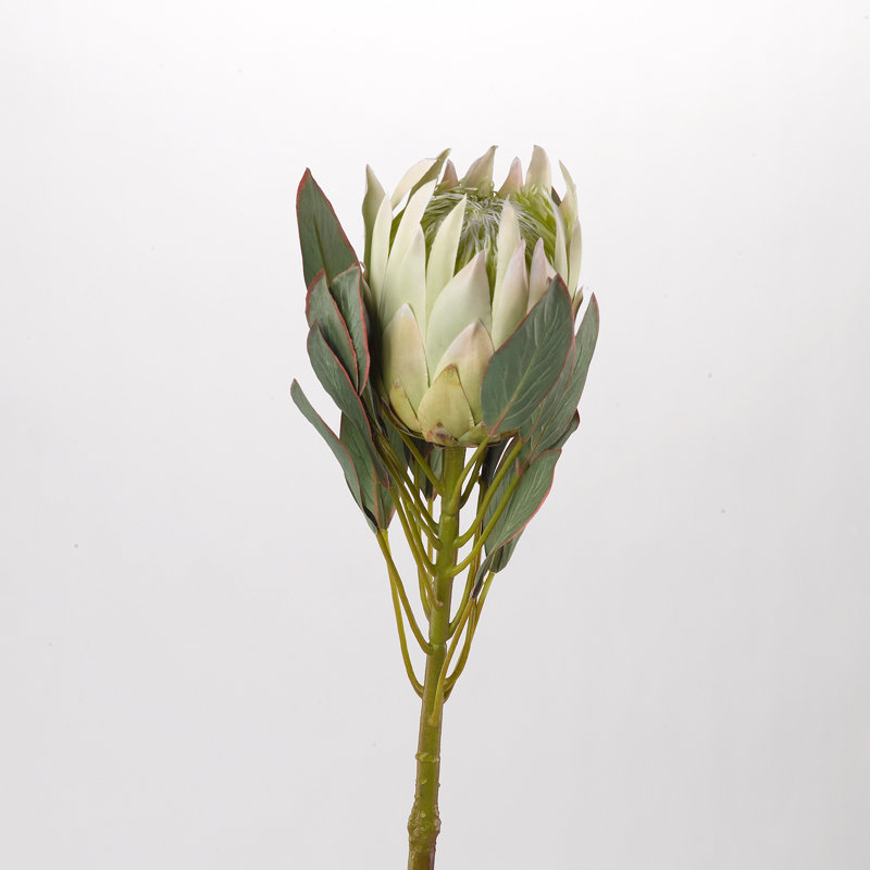 Grande tige de fleur Protea