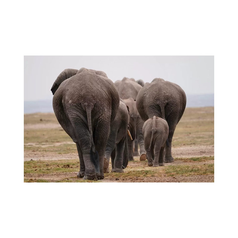 African Elephant Family Herd by Hiroya Minakuchi - Wrapped Canvas Print, 20.32 cm H x 30.48 cm W