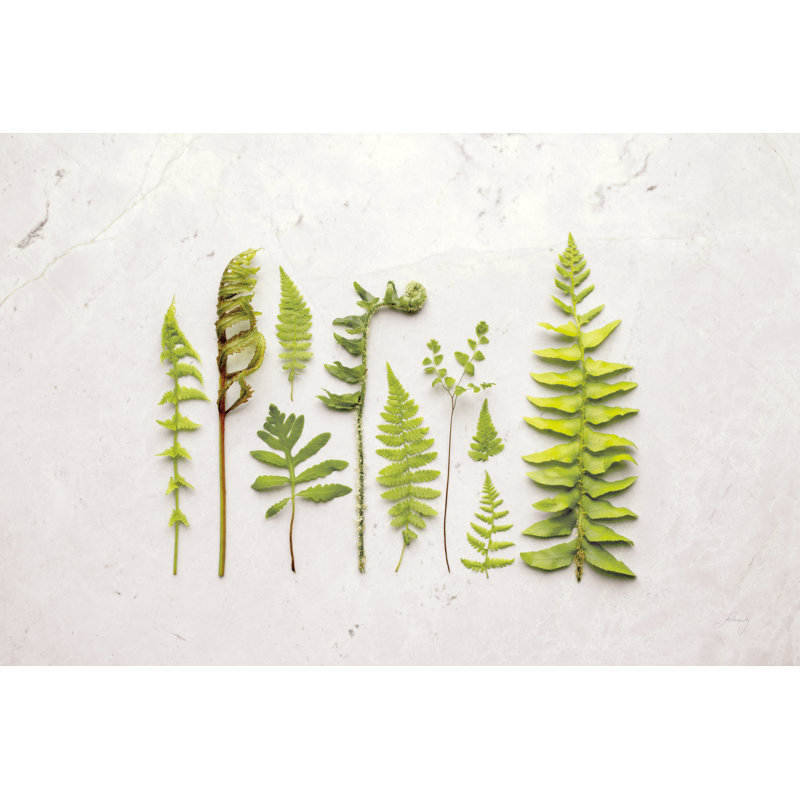 Flat Lay Ferns I by Felicity Bradley - No Frame Print on Canvas, 51cm H x 76cm W