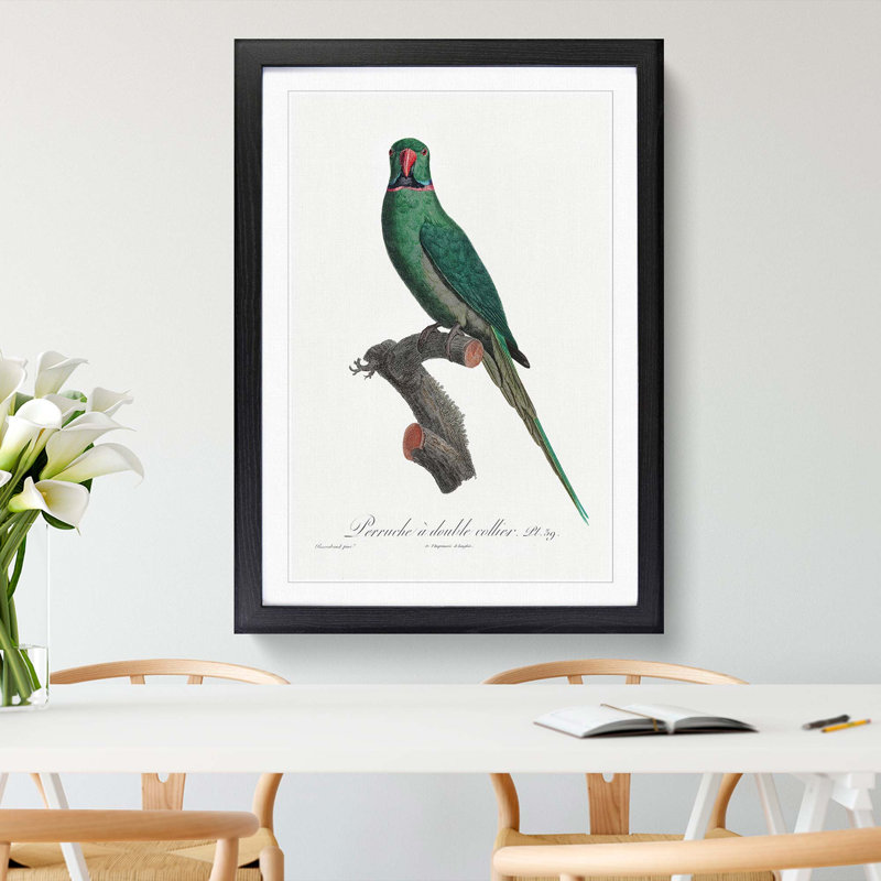 Rose-Ringed Parakeet by F. Levaillant - Picture Frame Graphic Art Print, 76cm H x 50cm W x 2cm D, Black