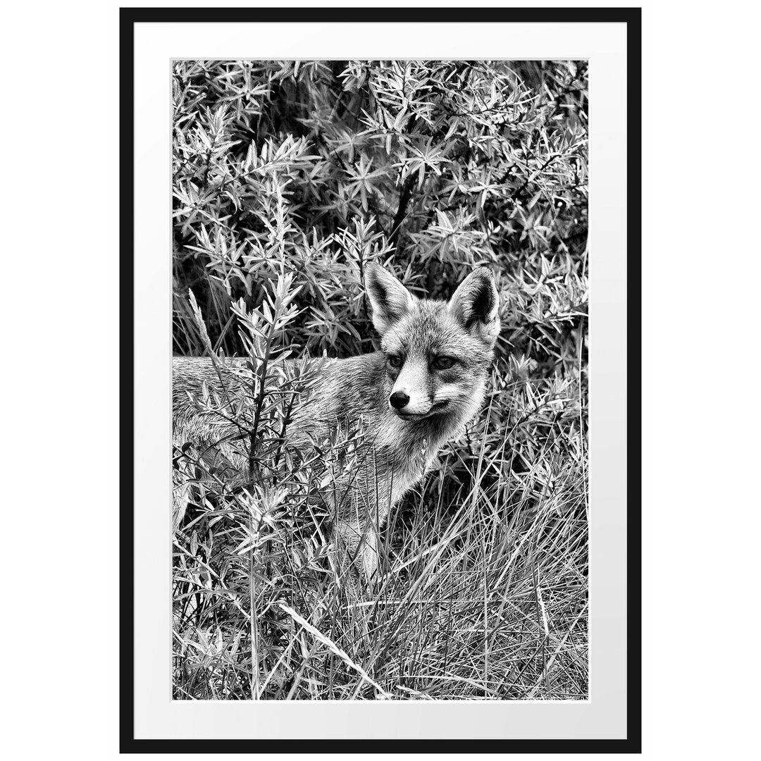 Gerahmtes Poster Fuchs im Wildstrauch