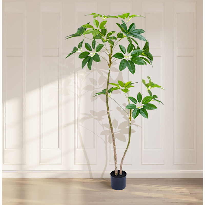 160cm Plant