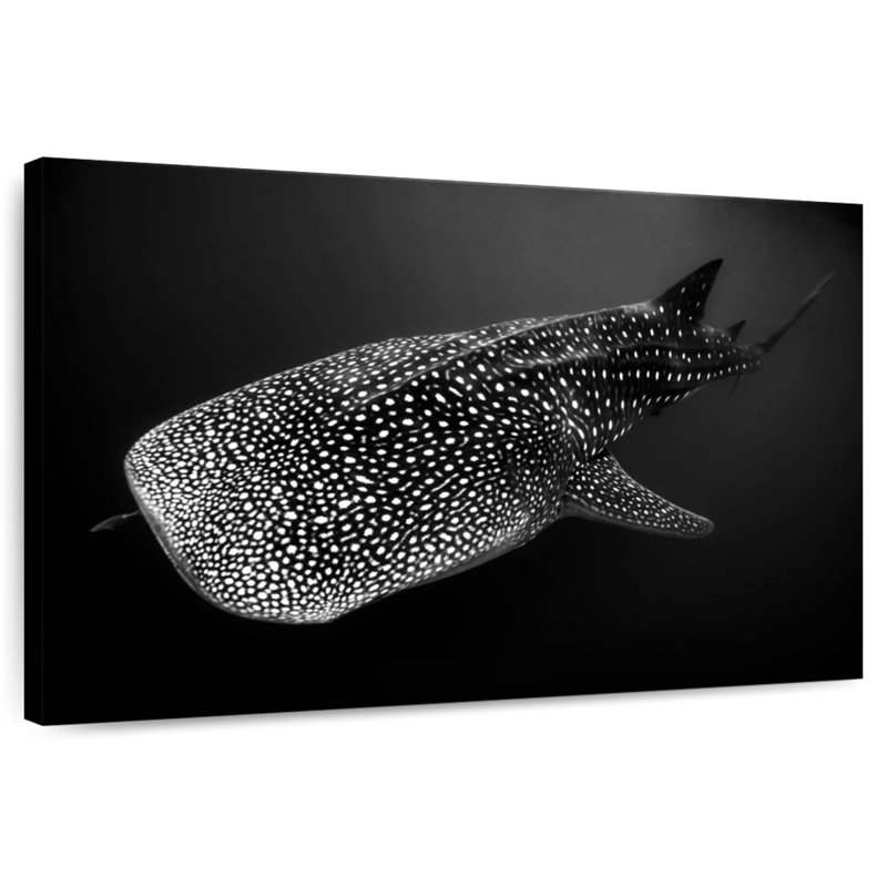 Monochrome Spotted Whale Shark, 32" H x 48" W