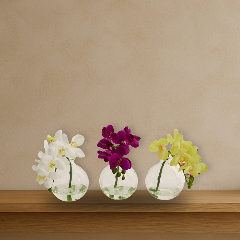Phalaenopsis Orchid Planter Set
