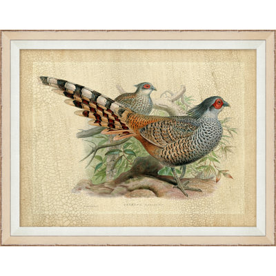Pheasant " Pheasant Collection 1 "