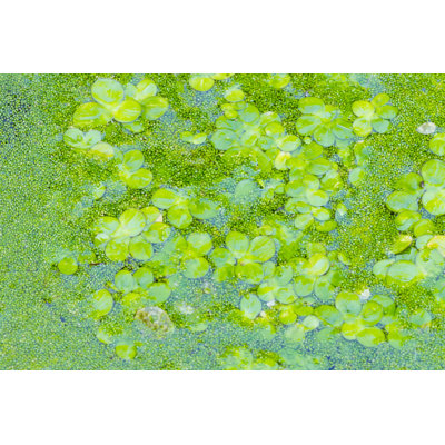 Wolffia Globosa - photographie sur toile tendue