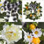 Couronne de campagne pour porte d'entrée, citrons artificiels, couronne de pivoines et de marguerites, décor floral d'été et de printemps, 22 po
